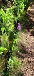 Plants: image 73 Of 208 Thumb